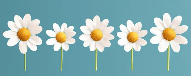 Five white daisy flowers with yellow centers standing in a row on blue background