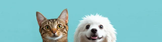 A tabby cat and a fluffy white dog sit side by side against a bright blue background.