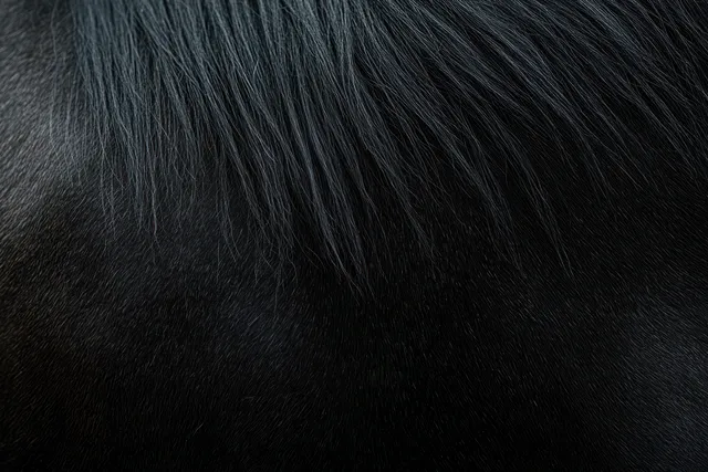 Black horse mane and fur close-up showing glossy strands and detailed natural texture.