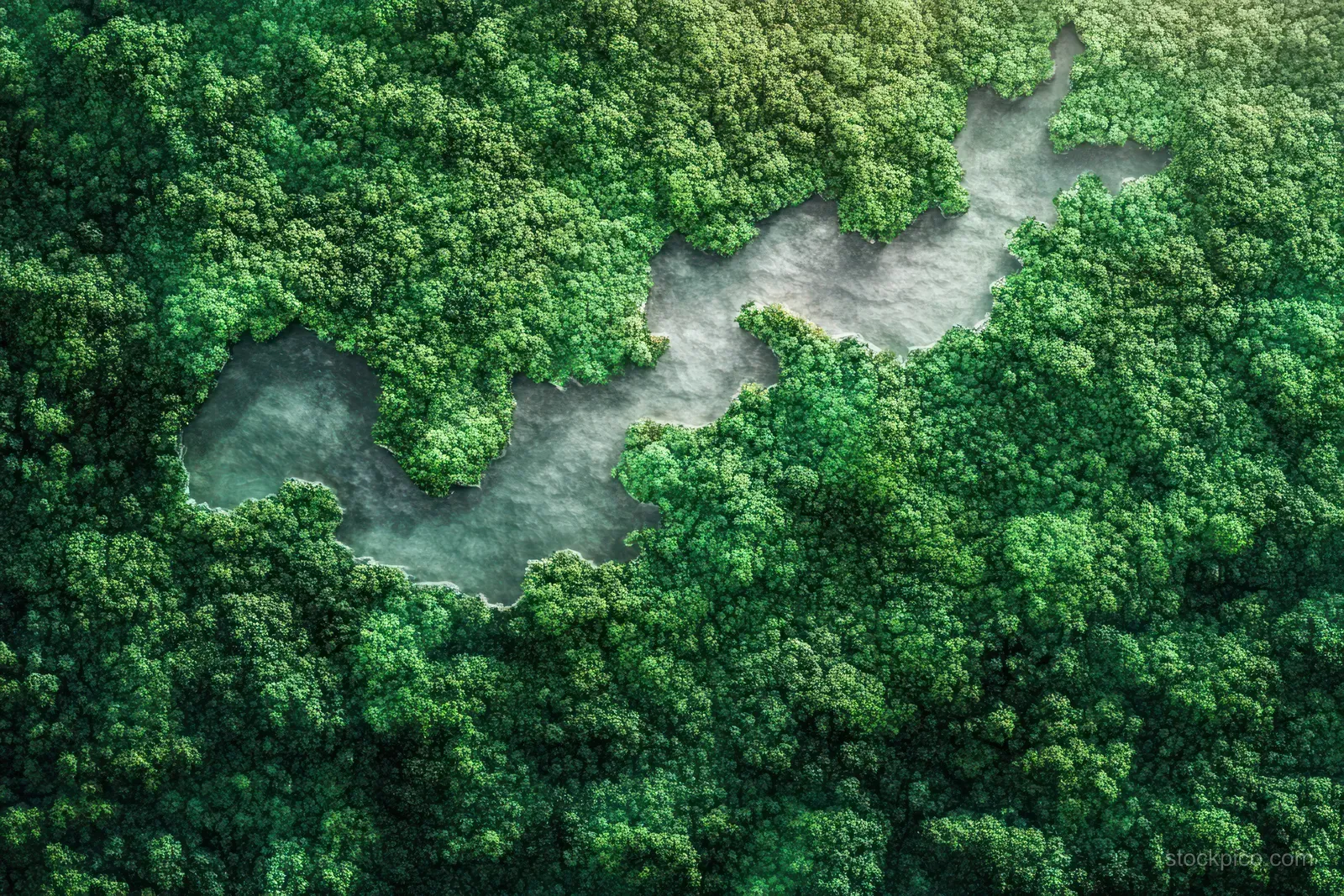 Aerial view of a dense green forest with a winding river channel and dark calm pools.
