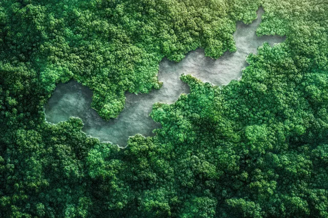 Aerial view of dense green forest with winding river channels and misty pools