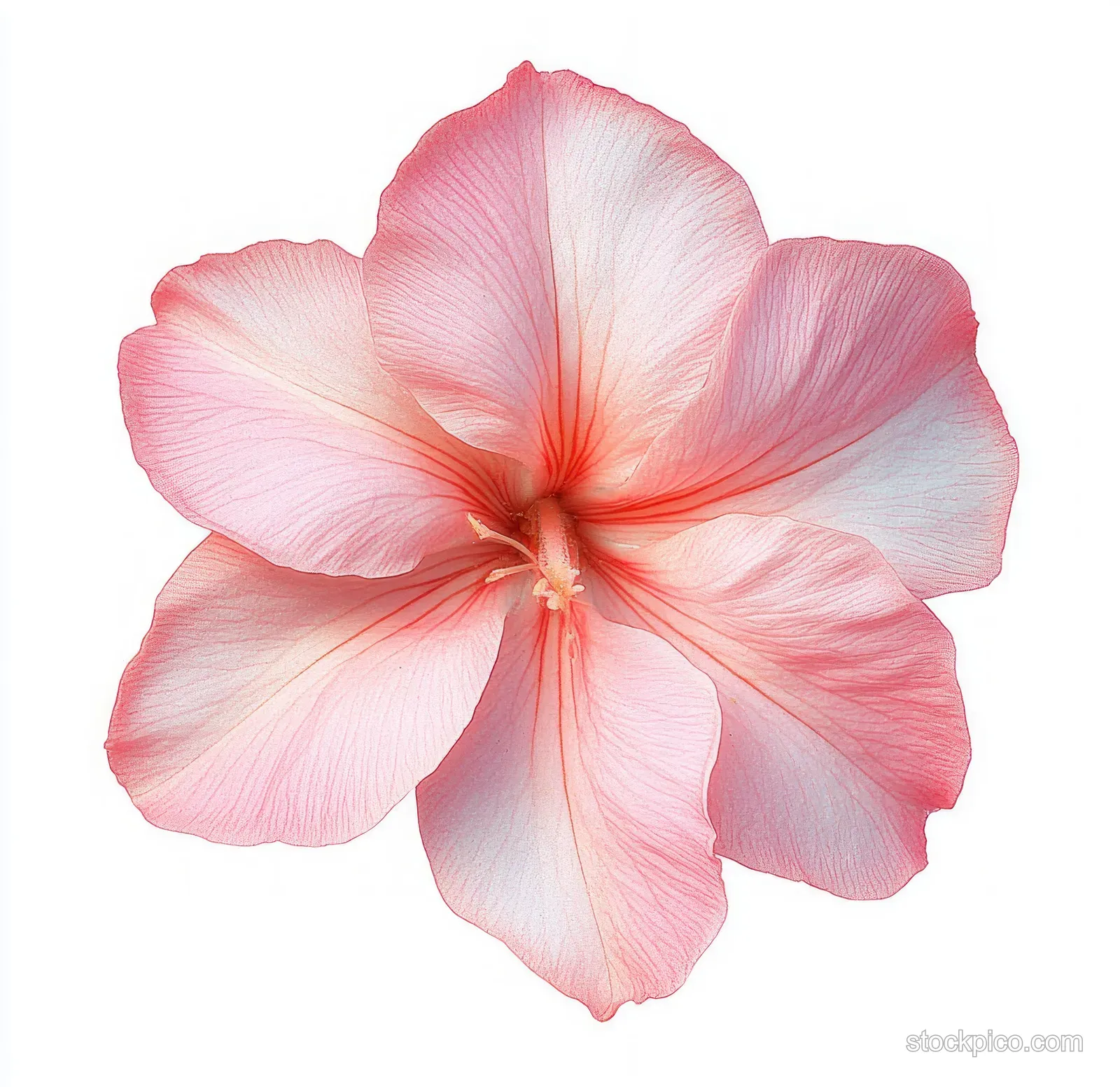 A pink flower with translucent veined petals on a white background.