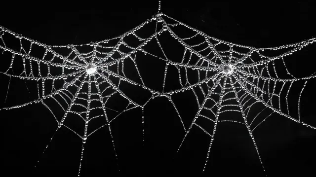 Dew-covered spider webs stretch across a dark background, with glistening droplets highlighting delicate symmetrical threads.