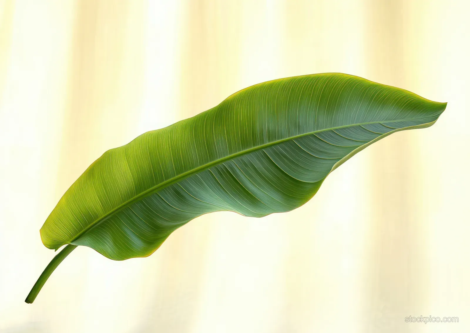 A single tropical green leaf with visible vein patterns against a soft warm light background.