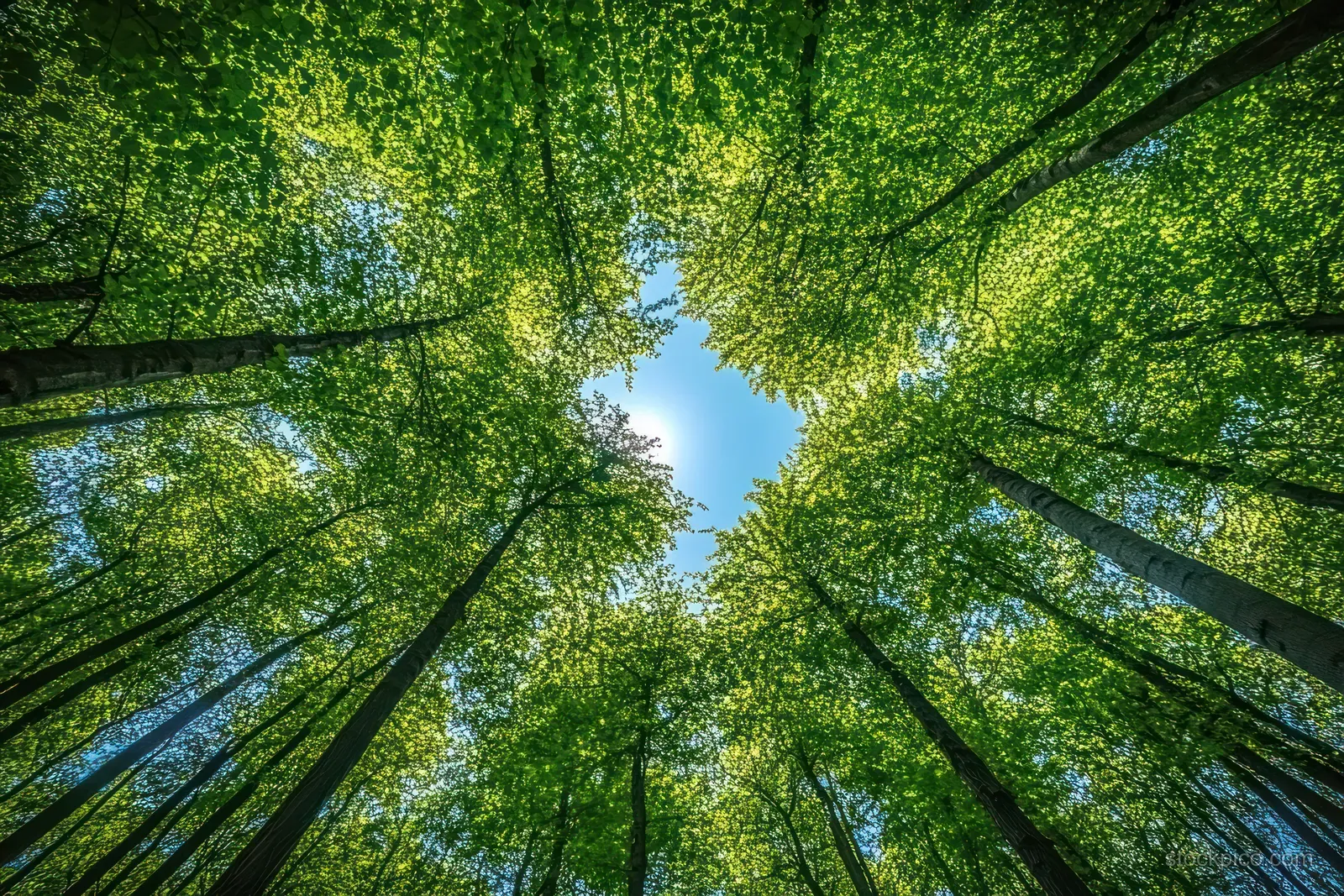 Sunlight filters through fresh green leaves on tall trees, filling the view with a bright blue sky.