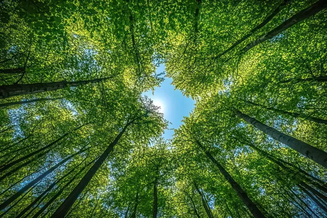 Low-angle view of tall green trees, sunlight streaming through leaves into blue sky