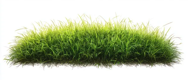 Dense green grass clump with roots isolated on white background