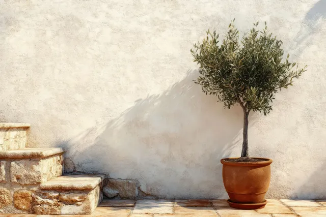 Small potted olive tree casting a crisp shadow on a white wall by stone steps