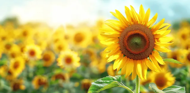Yellow sunflower in a sunlit summer field with a blurred background of more blooms.