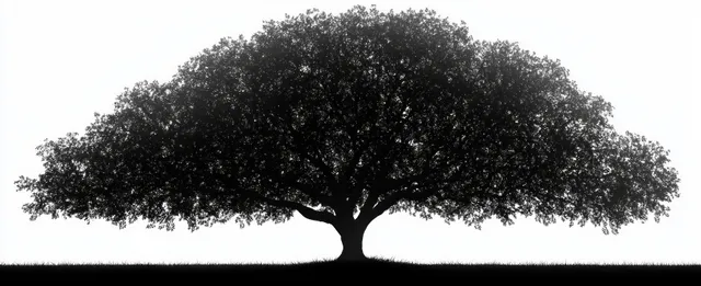 A single tree with a dense wide canopy silhouette stands on grassy ground against a bright white background.