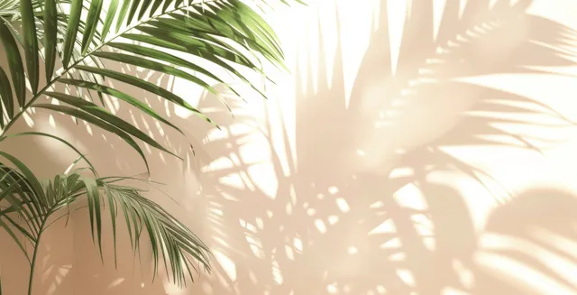 Palm leaves silhouette casts patterned shadows on a white wall under bright summer sunlight.