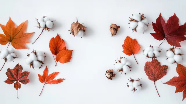 Autumn maple leaves and cotton bolls arranged on soft white background with gentle shadows