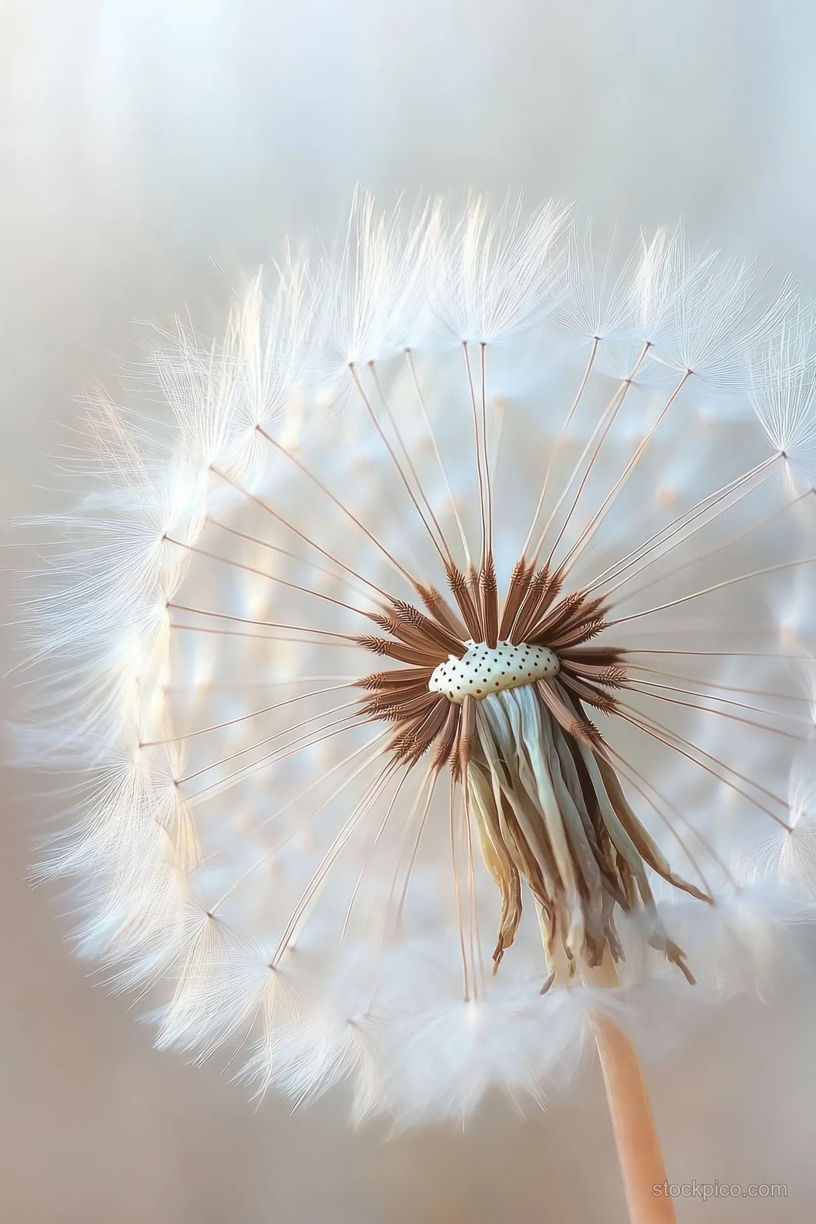 Close-up of a dandelion seed head with fine white seeds radiating from the central pod in soft light.