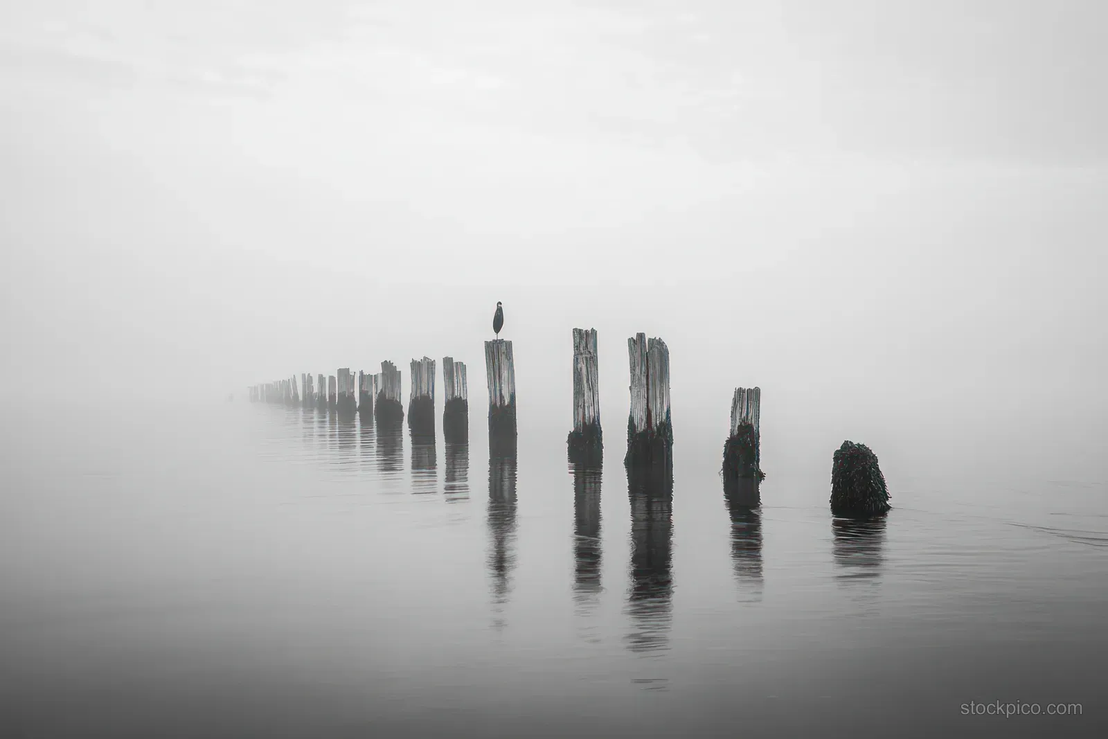 A bird perches on a weathered post in foggy gray water with distant posts disappearing into mist.