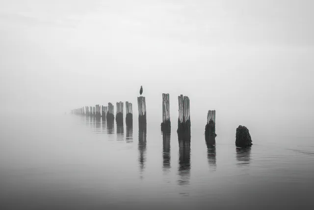 Solitary bird perched on weathered wooden posts receding into foggy waterscape