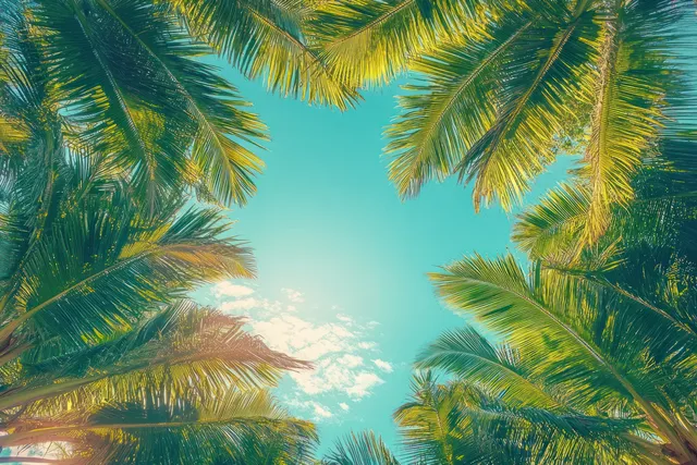 Palm leaves frame a bright blue tropical sky with warm sunlight filtering through