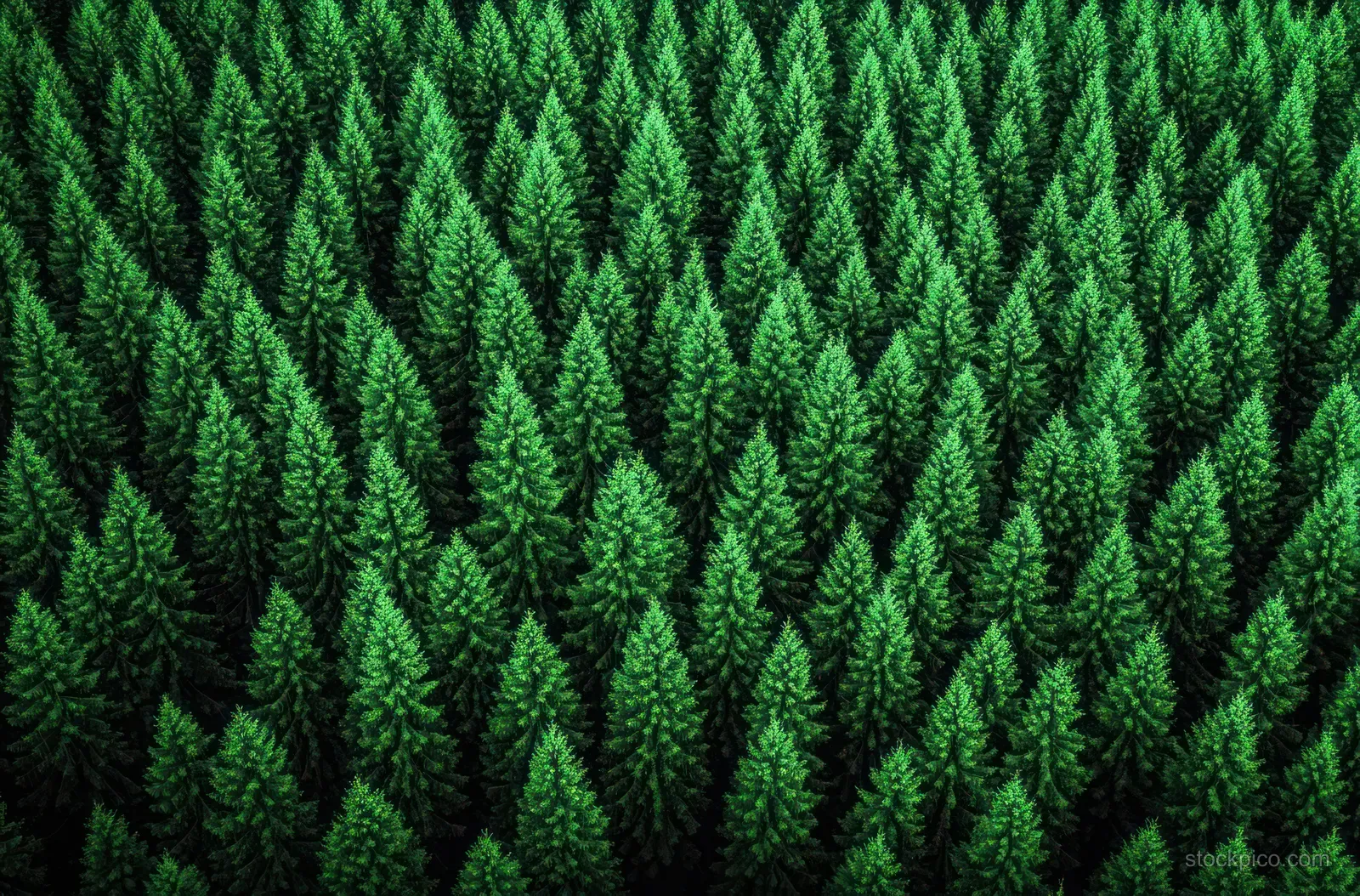 Overhead view of dense green conifer trees forming a textured forest canopy.