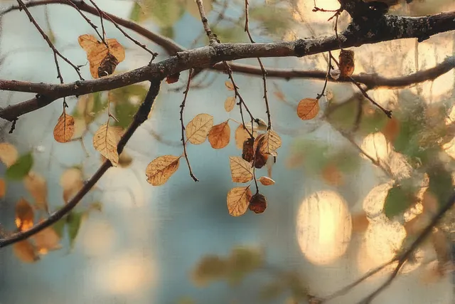 Cicada shells hanging on oak branches in warm summer light