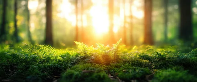 Sunrise forest light shining through trees onto vivid green ferns and moss