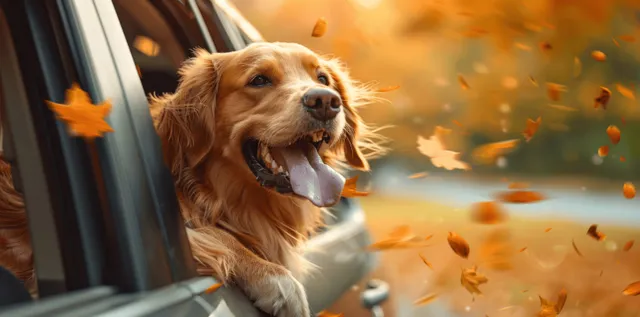 Golden Retriever sticking head out car window, windy autumn drive with falling leaves