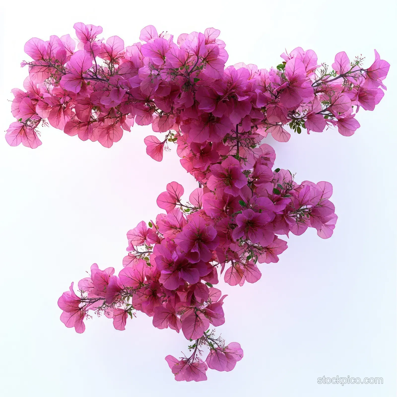 A dense cluster of pink blossoms with delicate petals and green stems isolated on a bright white background.
