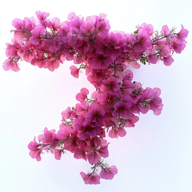Pink flower cluster on bright white background with delicate petals and green stems