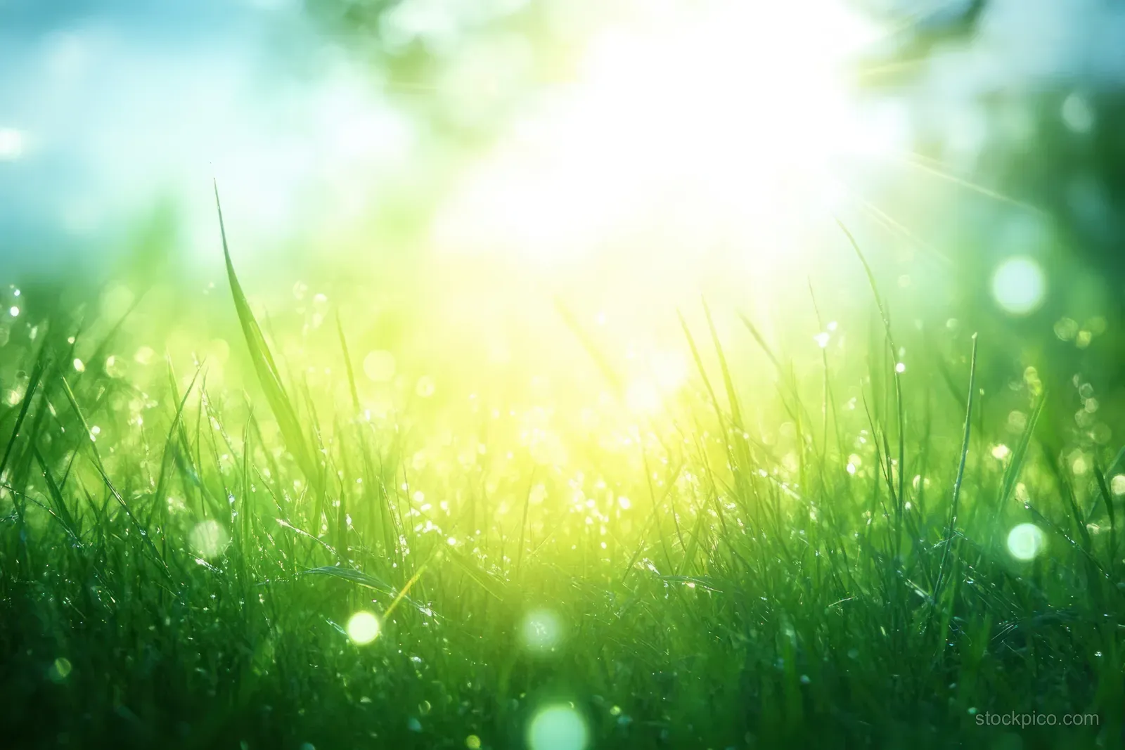 Green grass blades with dew glowing in bright morning sunlight.