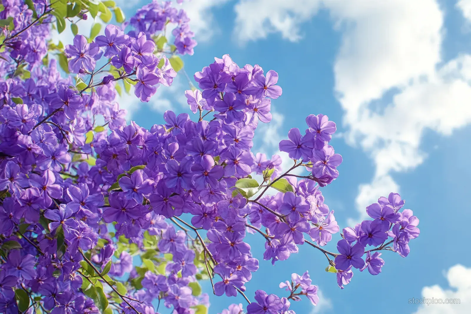 Purple blossoms on a flowering branch appear against a bright blue sky with white clouds.