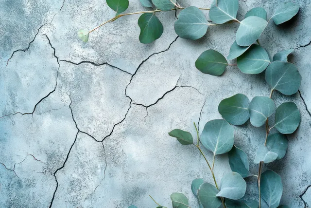 Eucalyptus leaves scattered on a cracked concrete surface in a top-down flat lay.