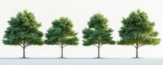 Four small tree silhouettes of Quercus palustris stand on a white background in a symmetrical minimalist composition.