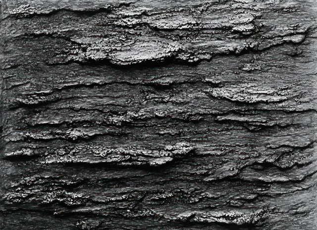 Black and white close-up of weathered tree bark with layered ridges and deep cracks.