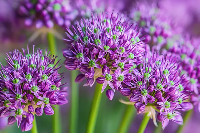 Purple allium flower cluster with green centers photographed up close against a softly blurred green and purple background.