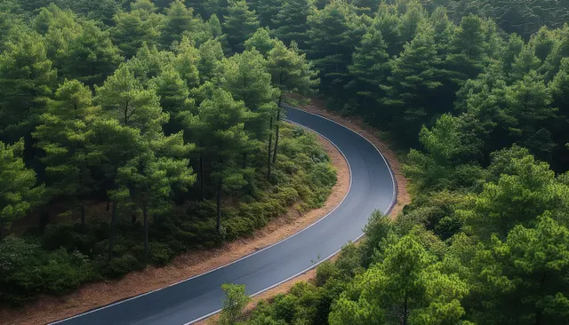 A winding asphalt road curves through a dense green pine forest under soft diffused daylight.