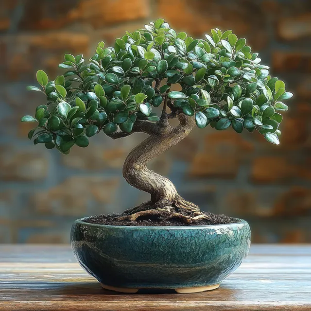 Small bonsai with thick curved trunk and dense green leaves in a glazed ceramic pot on a wooden table.