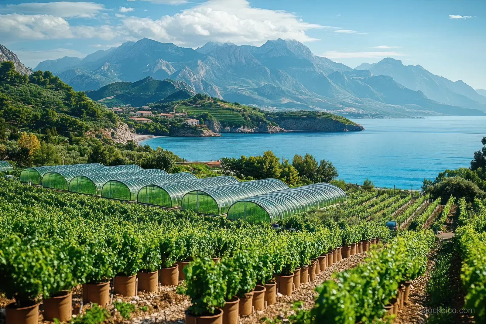 Greenhouse tunnels over grapevine rows overlook a calm blue sea with distant mountain ridges and a bright sky.