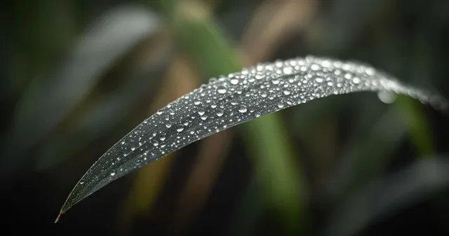 Curved green leaf covered in dew against a blurred natural background