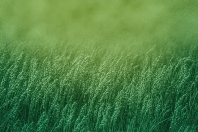 Green grass blades sway in the wind with a soft blurred meadow background.