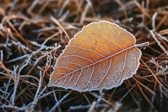 Frost-covered fallen leaf lies on dry grass, showing sharp icy crystals and veins