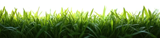 Close-up fresh green grass blades catching soft morning light with sharp texture details