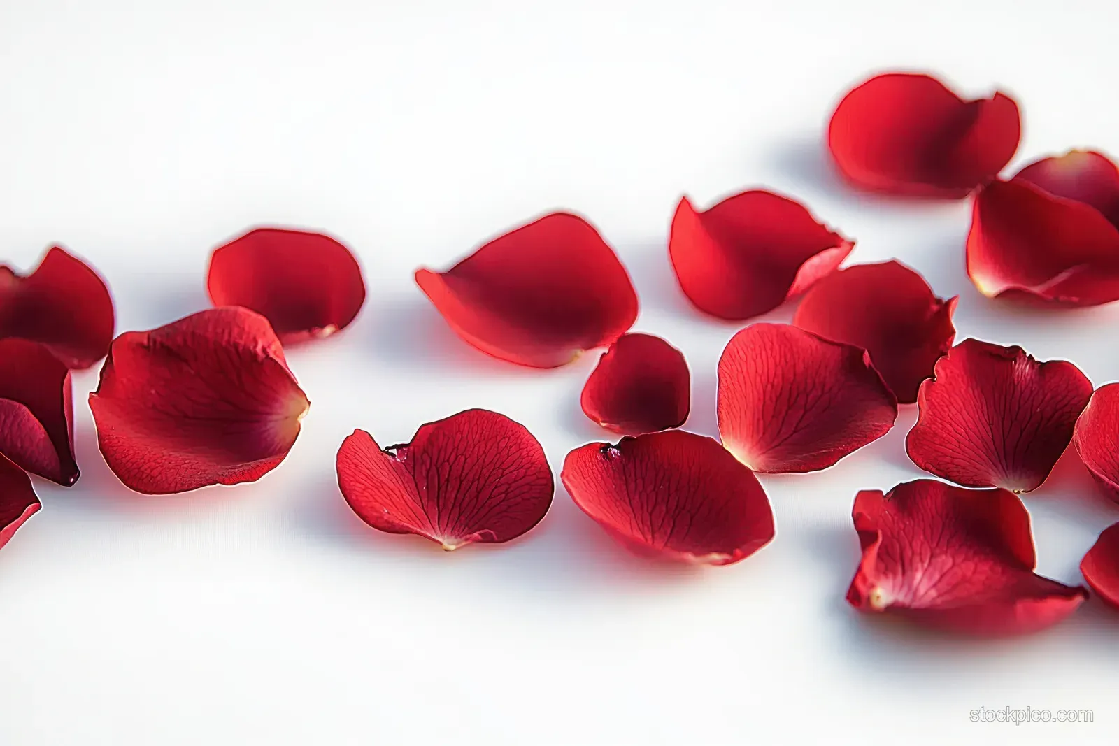 Red rose petals scattered on a white background with a heart-like cluster near the corner.