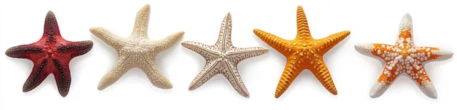 Five colorful starfish with textured patterns are arranged in a row on a white background.