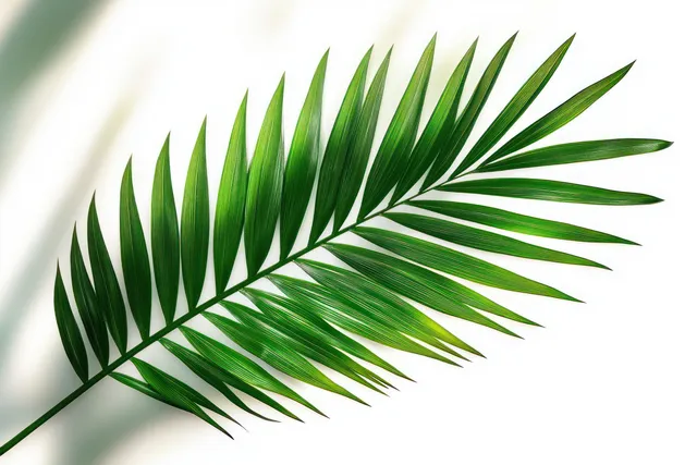 Bright green palm leaf with elongated leaflets and leaf-vein detail casting a soft shadow on a white background.