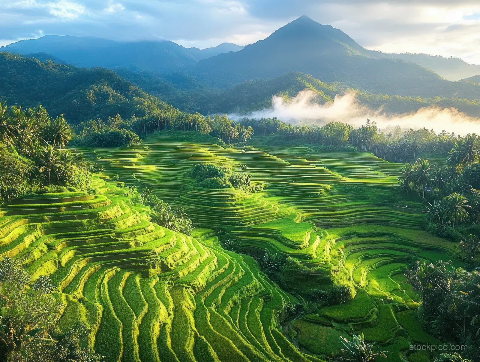 Lush terraced rice paddies in green sunlight with morning mist rising toward forested mountains under clouds.