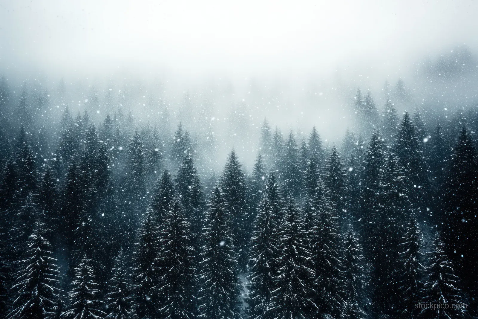 Dense conifer forest covered in fresh snow disappears into fog as snowflakes fall gently.