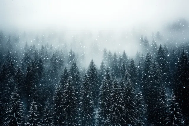 Snow-covered conifer forest fades into fog during gentle snowfall, dense evergreen silhouettes