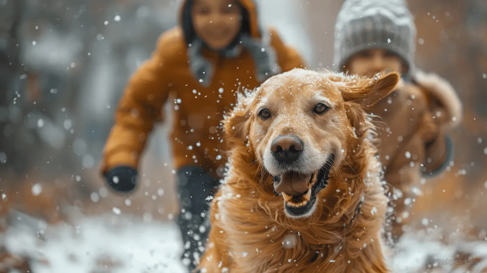 Golden retriever runs toward the camera while a snowy winter park scene shows a family playing behind.