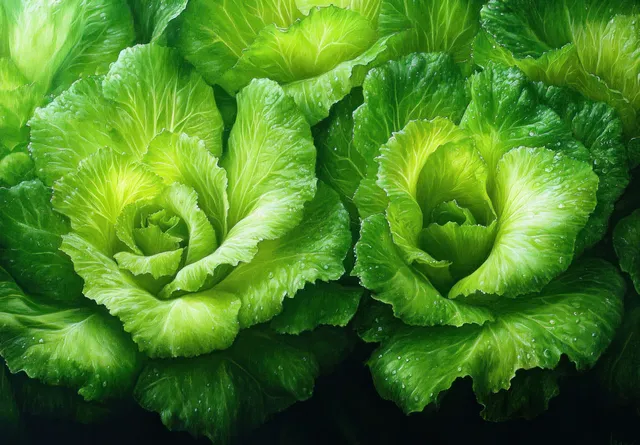 Fresh green lettuce heads with water droplets in a garden close-up