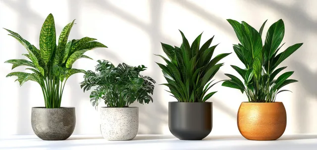 Four different potted indoor plants in terracotta and ceramic pots on a white background with soft shadows.
