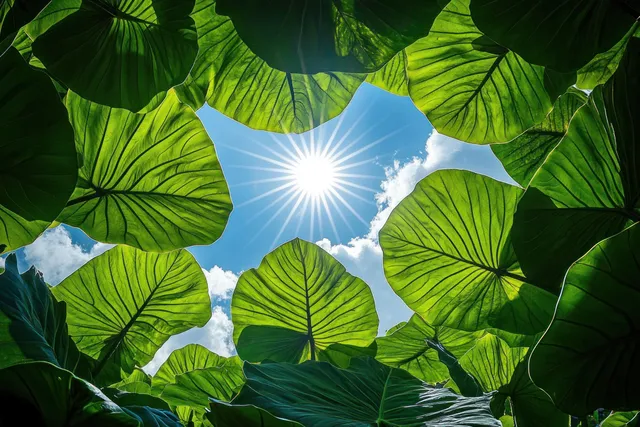 Sunlight bursts through large green tropical leaves above a clear blue sky.