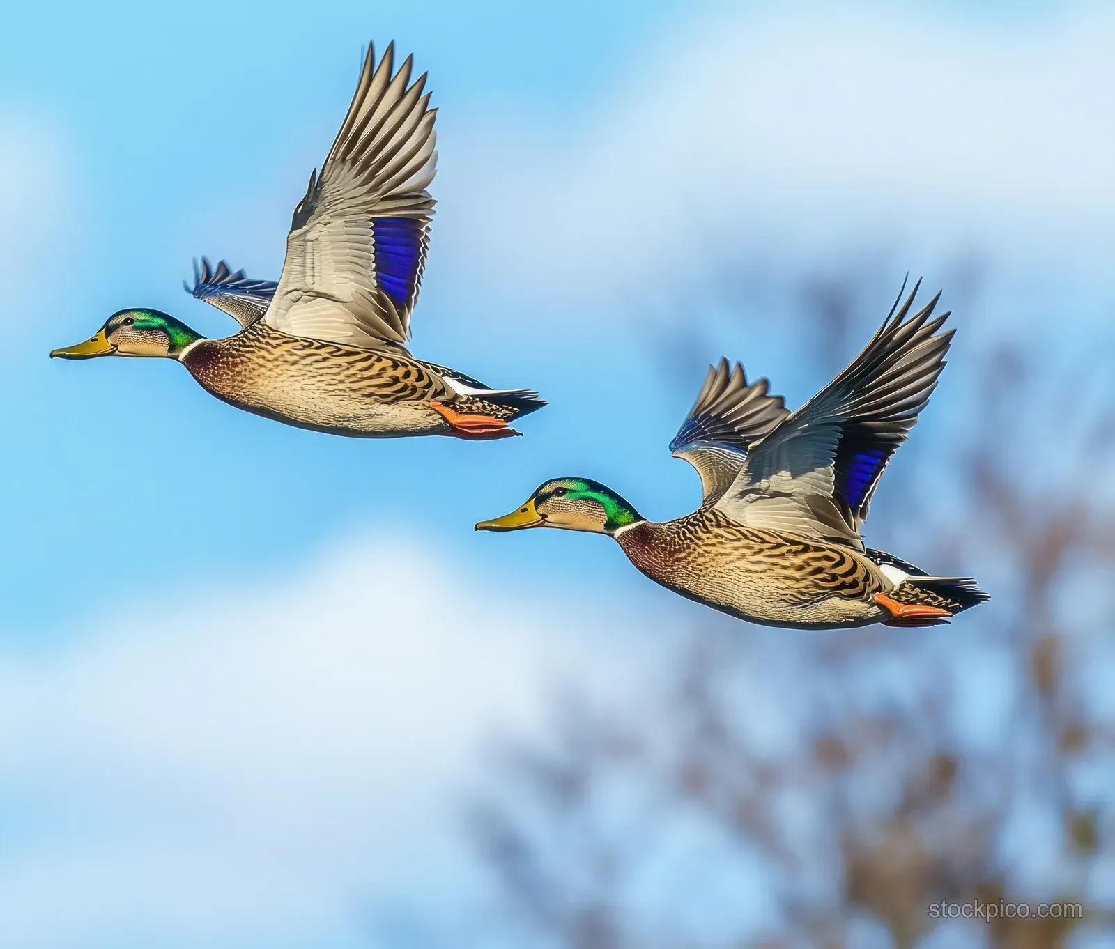 Two mallard ducks fly side by side in the blue sky, wings spread and feathers detailed.